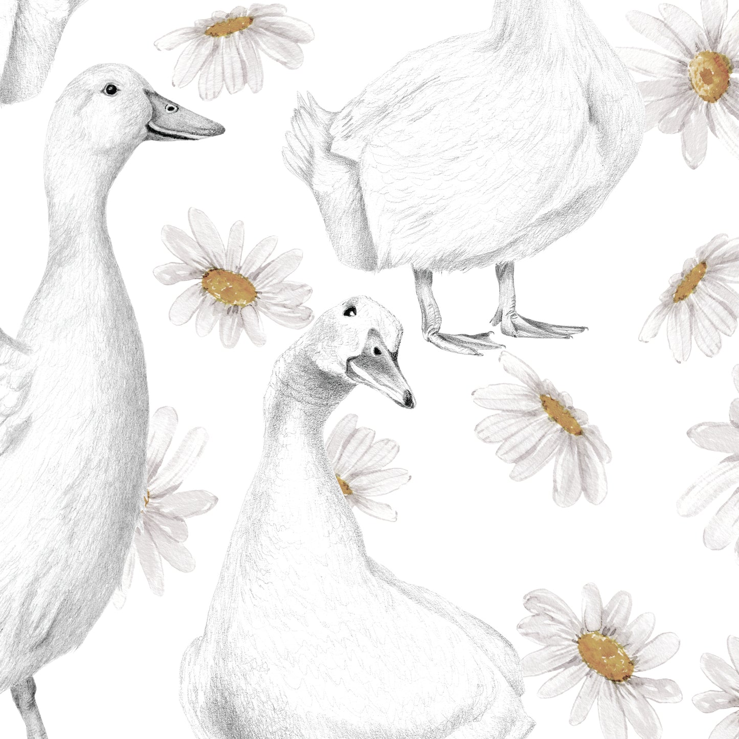 DUCKS & DAISIES