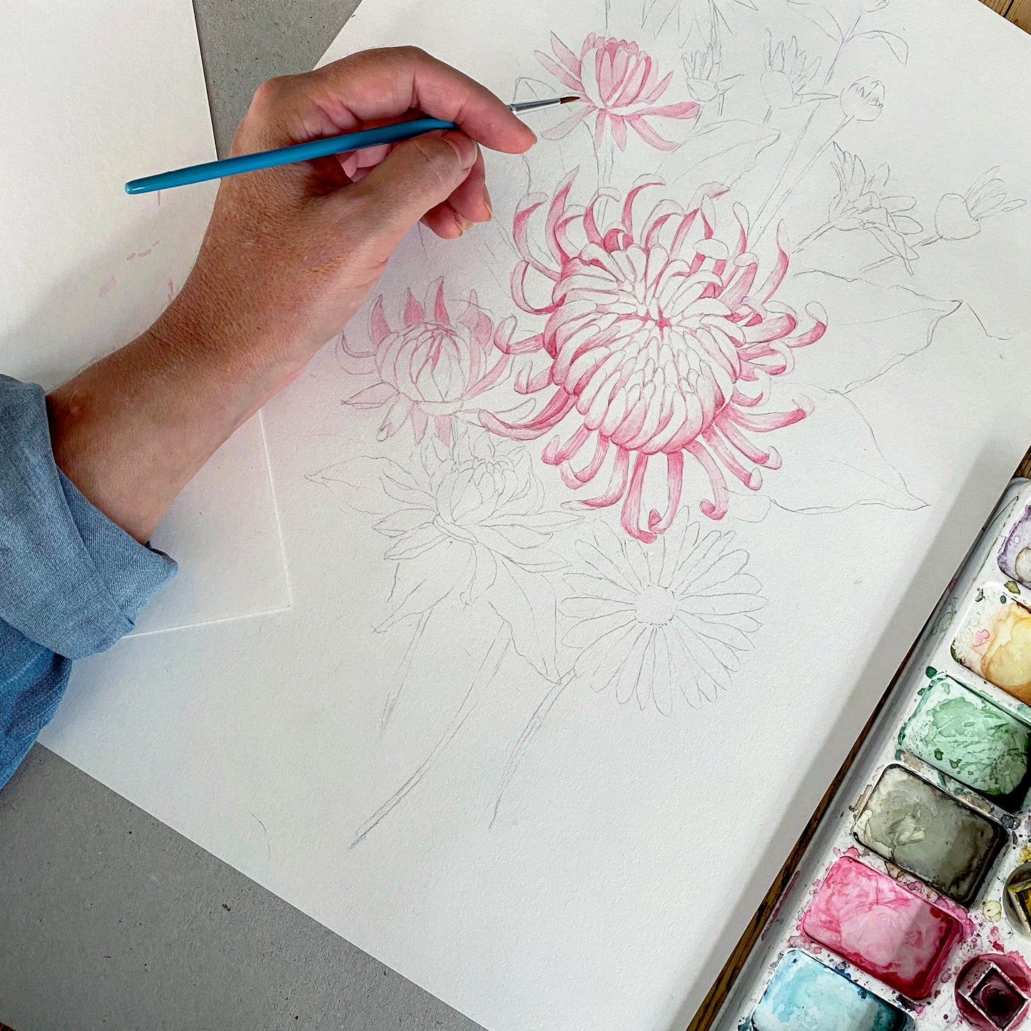 chrysanthemum process in watercolour