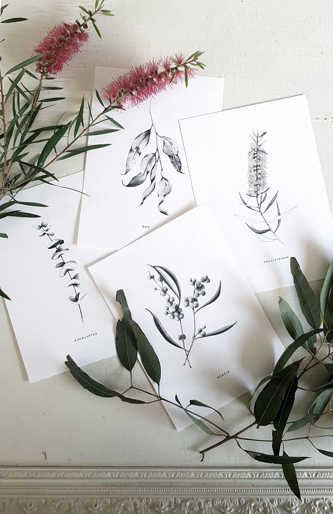 gum leaf, eucalyptus, acacia, and callistemon Australian native plants, hand drawn in pencil