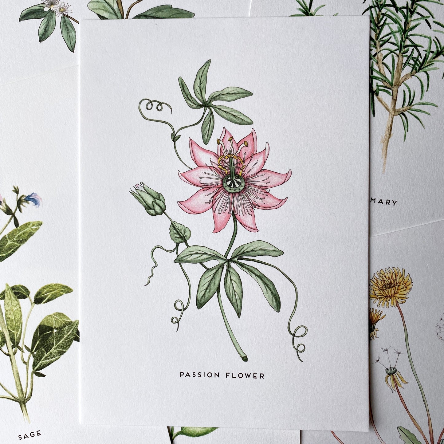 A watercolour painting of the very interesting passion flower herb, large pink petals, with very detailed fronds in the centre of the flower, with twirly vine stems and large leaves