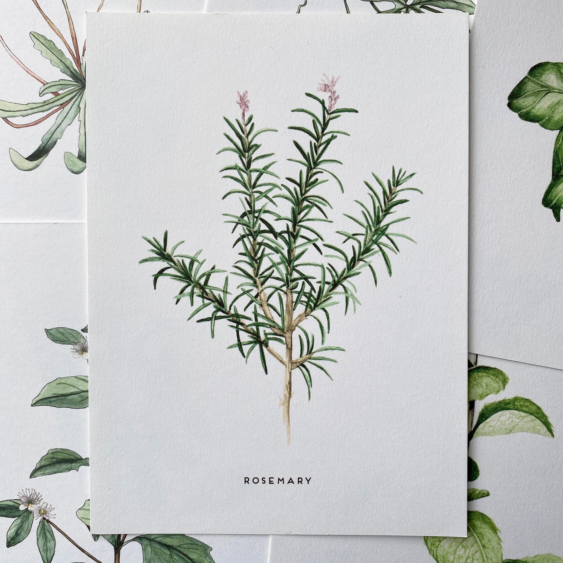 A spiky small herbal plant, the rosemary herb. A bunch of this shown features soft tiny flowers in pink and purple