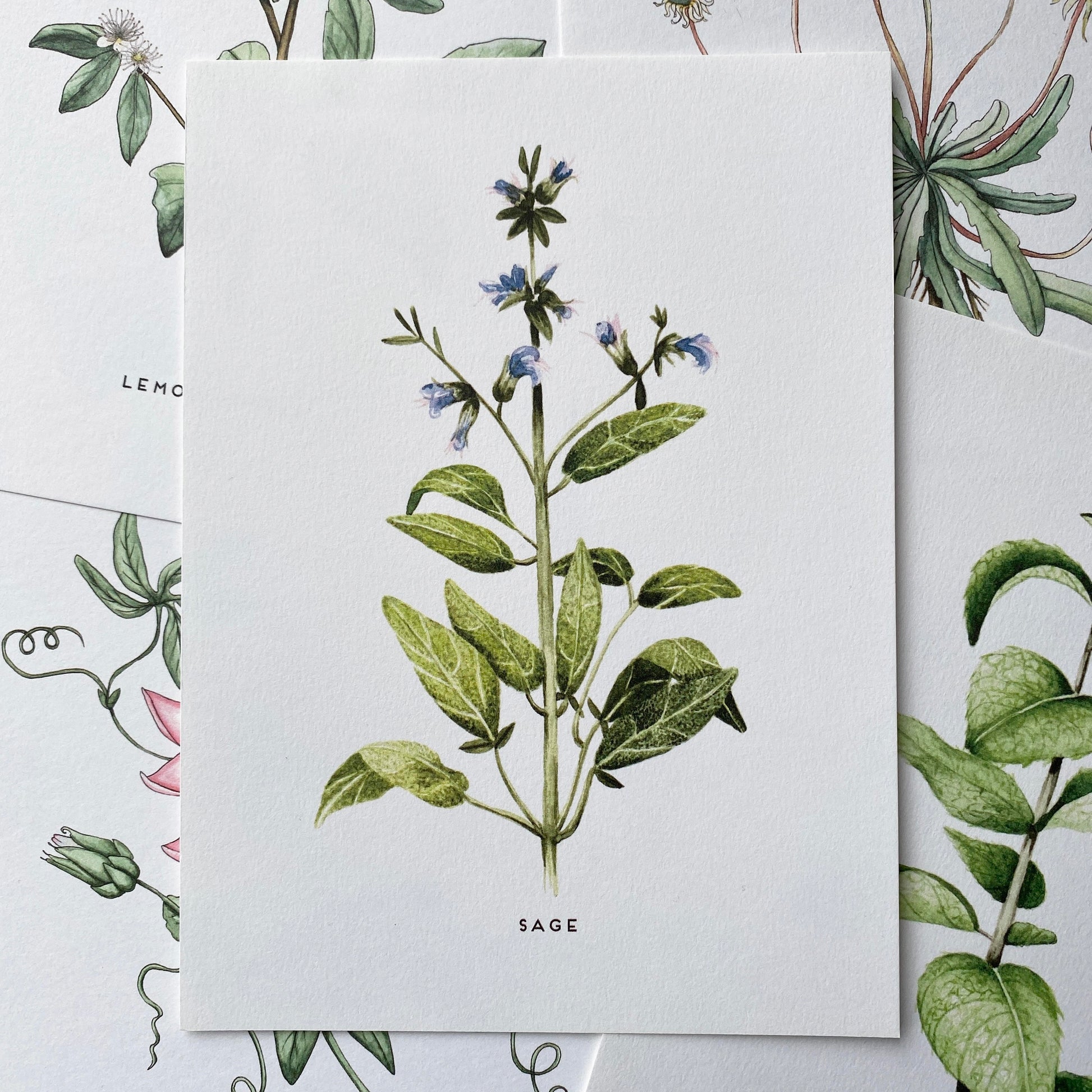Sage leaves, very sodt to touch, dark green with delicate blue and pink flower buds